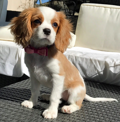 cavaliers needing homes