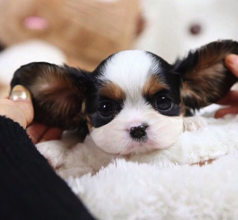 Top 5 Reasons to Own a Cavalier King Charles Spaniel - PetHelpful