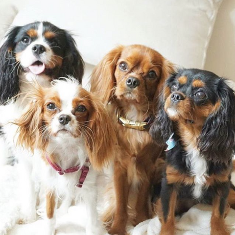difference between cavalier king charles and king charles spaniel