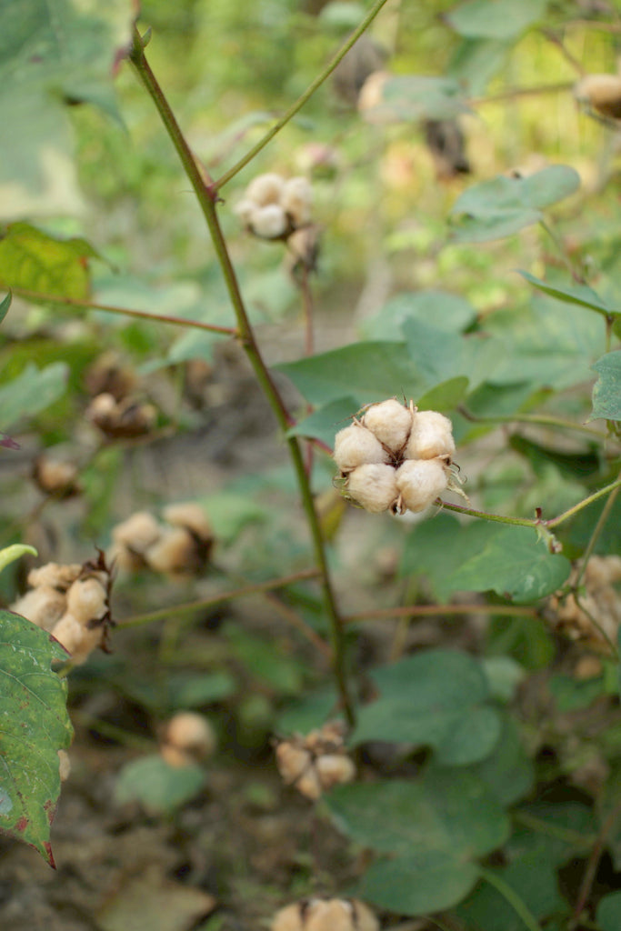 Organic, regenerative cotton grown in East Java