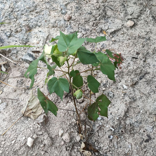 cotton, cotton plant, progress