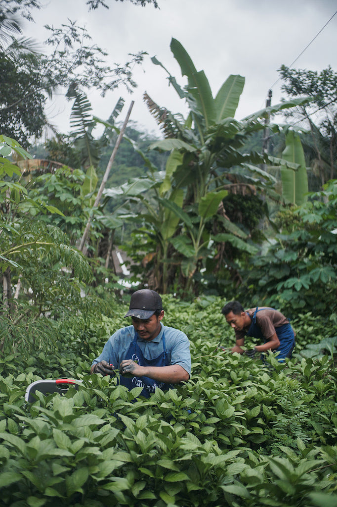 Regenerative Indigo farm in Central Java, Indonesia