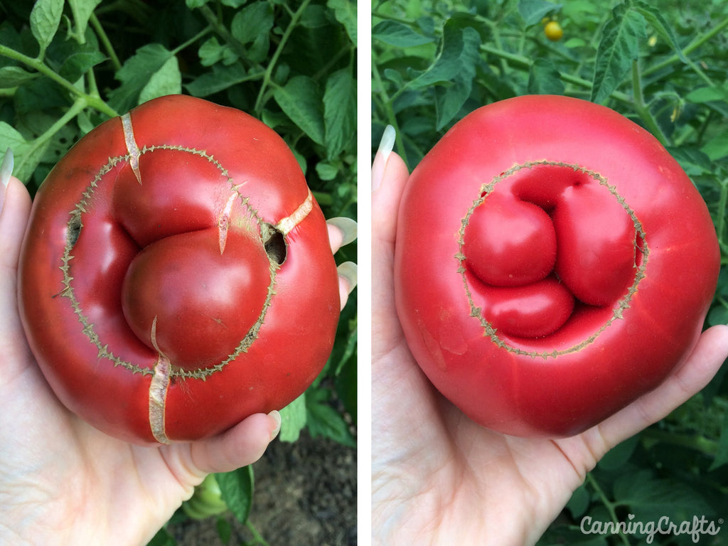 Black Krim Heirloom Tomatoes with Cat-Facing | CanningCrafts.com