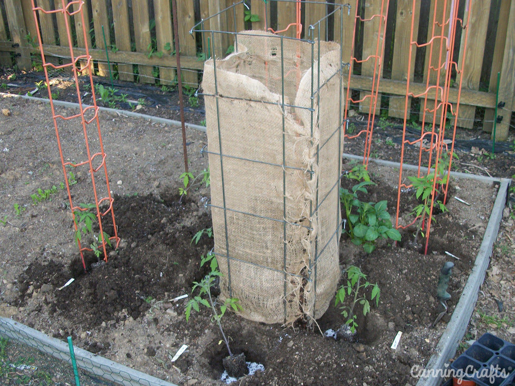 Growing Tomatoes using Japanese Tomato Rings Method | CanningCrafts.com