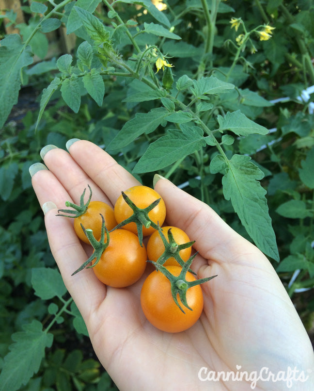 CanningCrafts.com Sungold cherry tomatoes