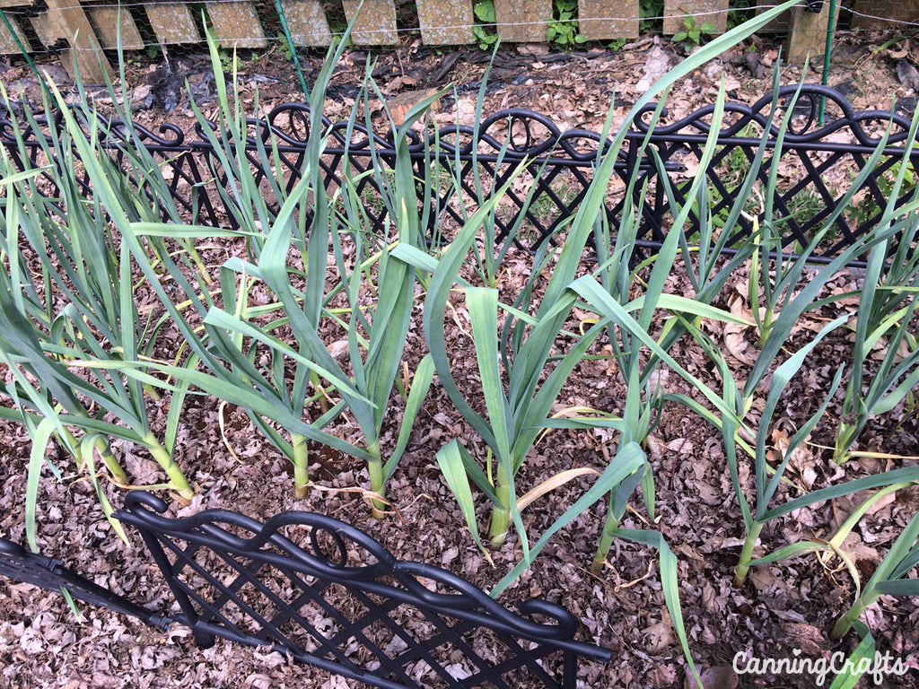 CanningCrafts 2018 Garden Garlic