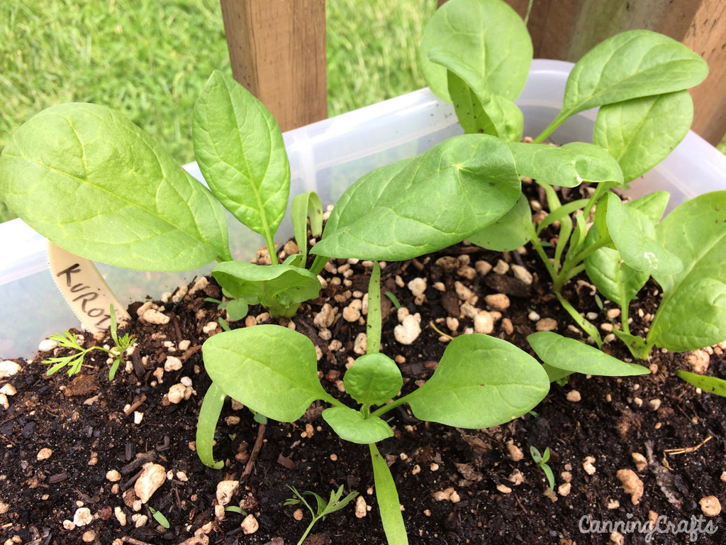 CanningCrafts 2018 Garden Spinach