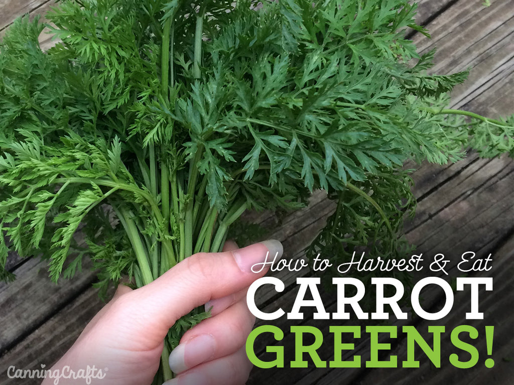 How to Harvest & Eat Carrot Greens | CanningCrafts.com