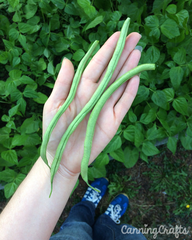 Fortex Pole Beans Garden Seeds | CanningCrafts.com