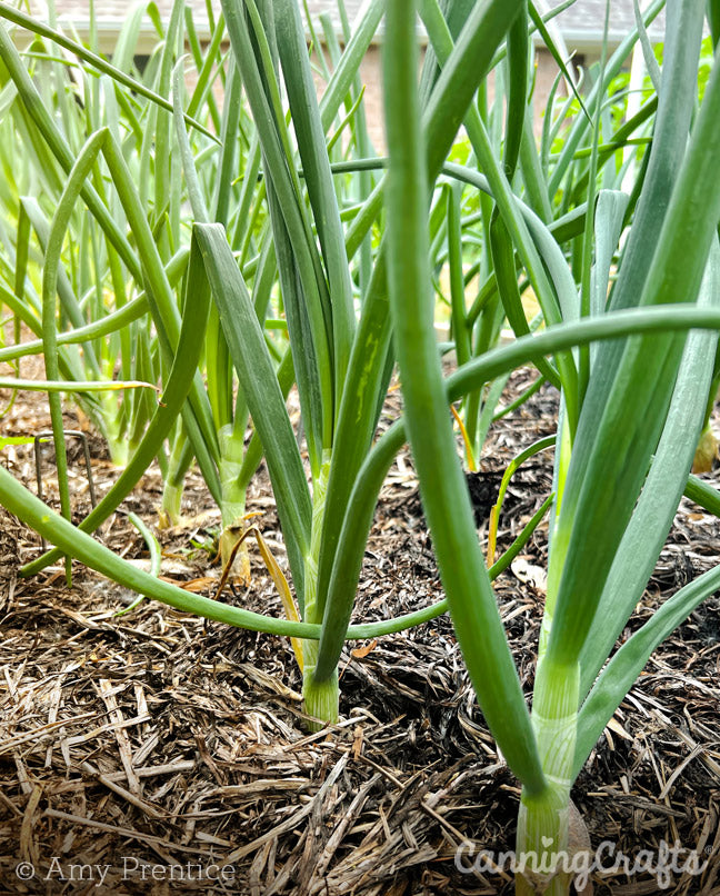 Green Onions Growing in the Garden | CanningCrafts.com