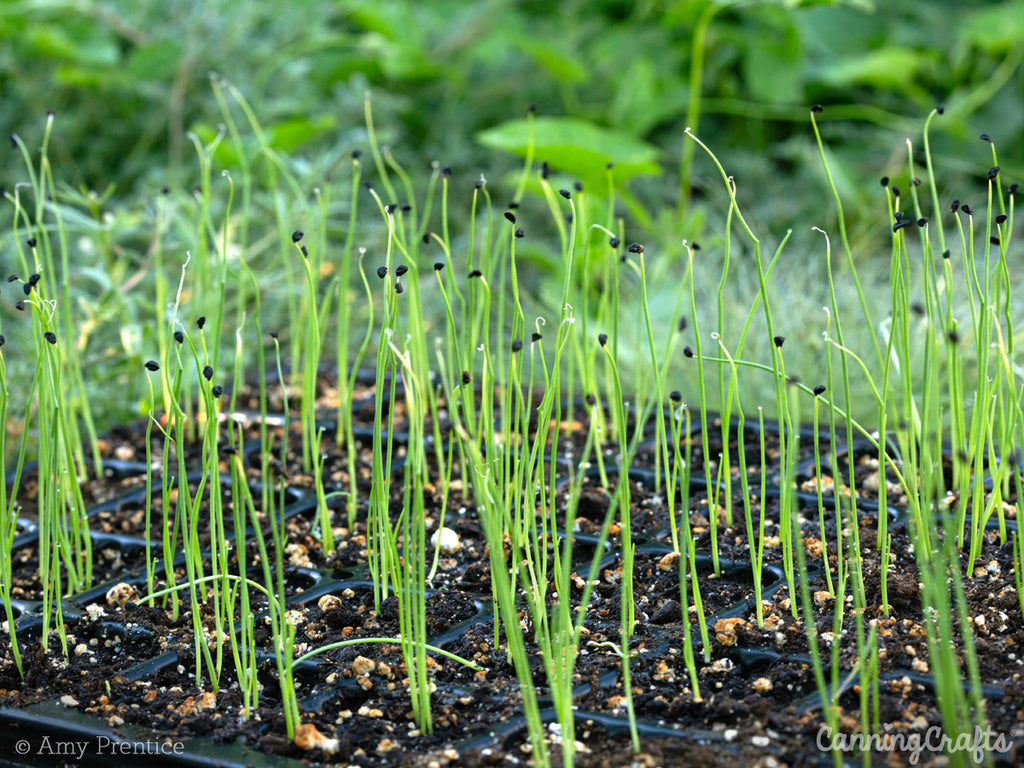 Green Onions Growing from Seed | CanningCrafts.com