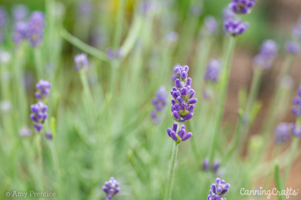 Herbal Tea Lavender flowers | CanningCrafts.com