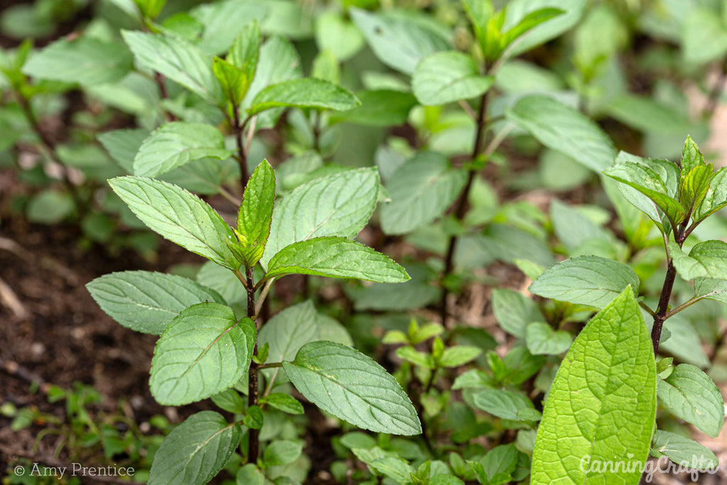 Herbal Tea Peppermint | CanningCrafts.com