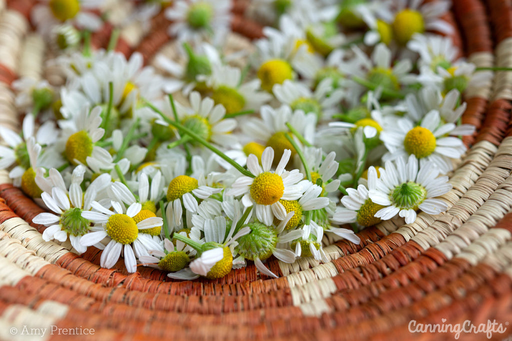 Herbal Tea chamomile flowers | CanningCrafts.com