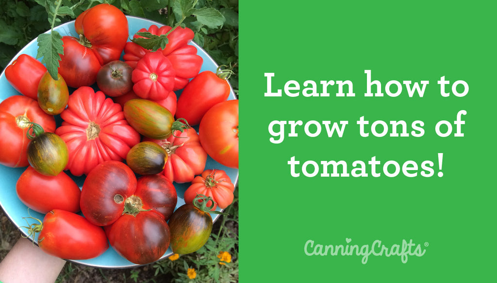 Grow Prolific Tomatoes Using Japanese Rings Staking Method | CanningCrafts.com