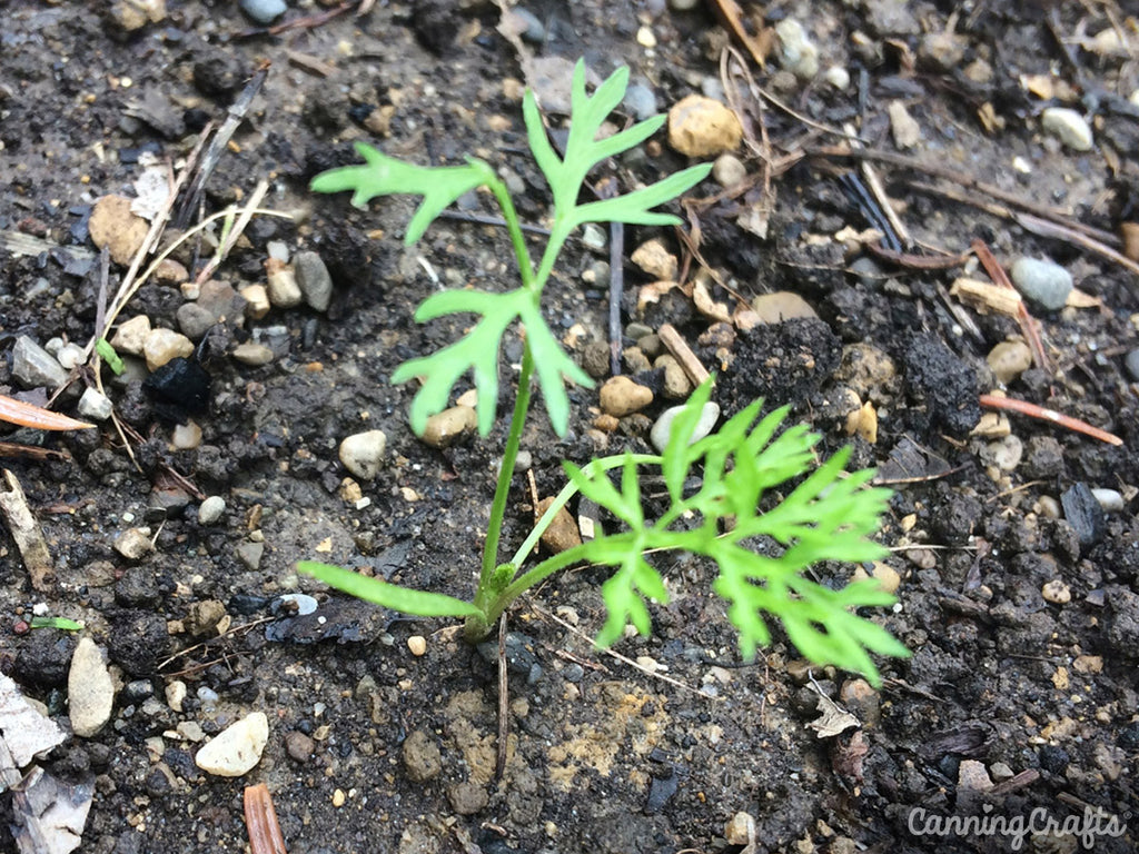 Thinning Carrots | CanningCrafts.com