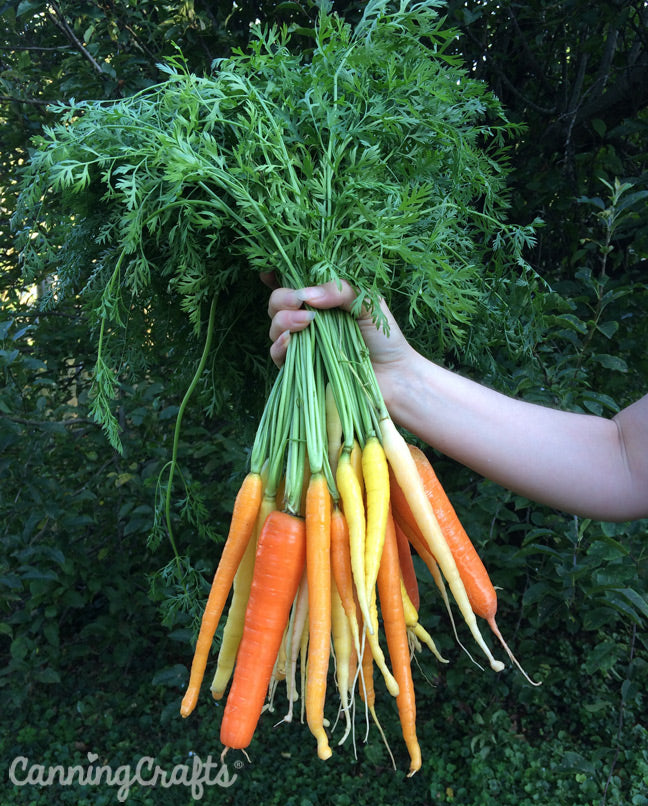https://cdn.shopify.com/s/files/1/1180/1030/files/Planting-carrots-in-containers-canningcrafts-11_1024x1024.jpg?v=1620424660