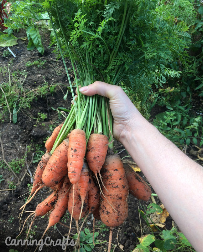 carrots | CanningCrafts.com