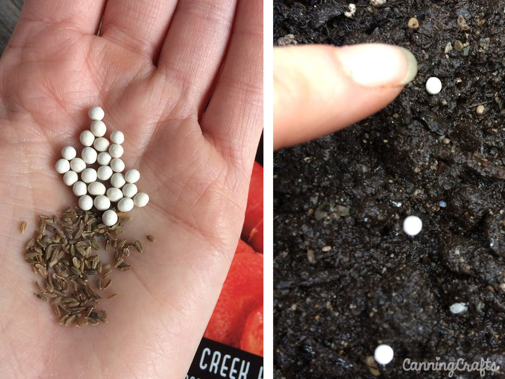 Planting pelleted carrot seeds compared to regular seeds | CanningCrafts.com