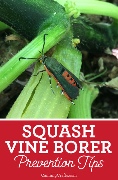 2018 Garden Battling The Squash Vine Borer Again CanningCrafts   Squash Vine Borer Pin CanningCrafts 2 Grande 