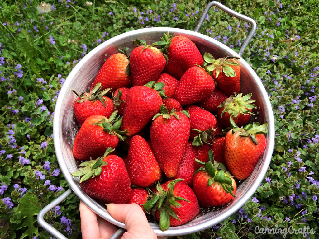 Bowl of Strawberries | CanningCrafts.com