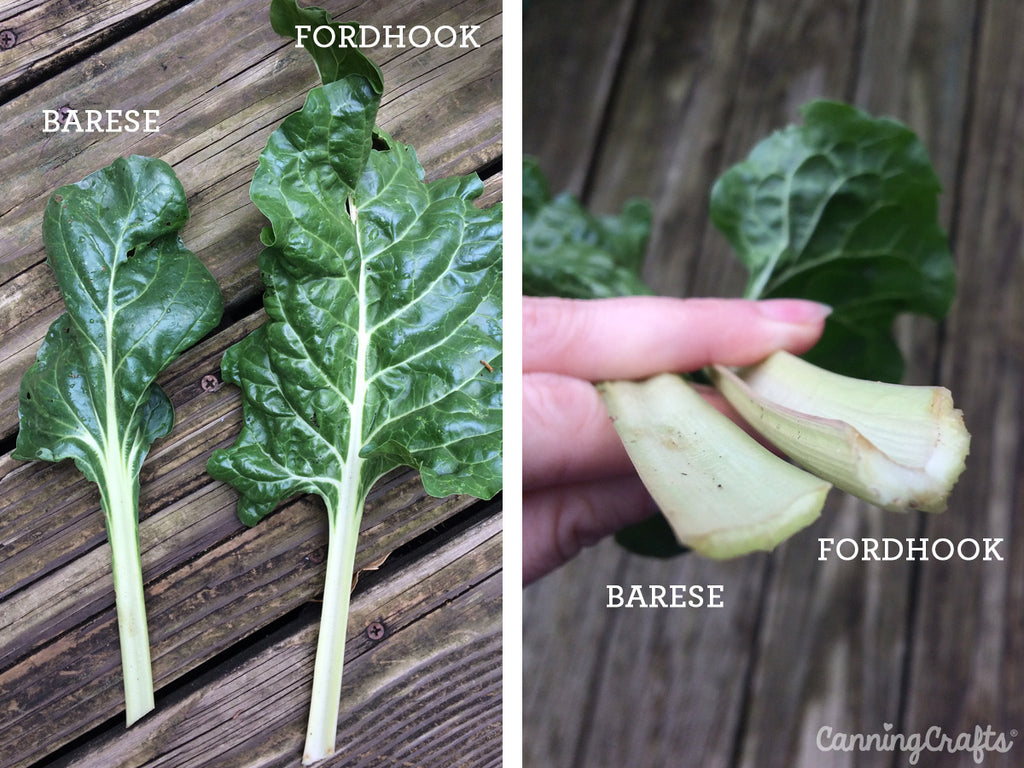 Barese & Giant Fordhook Swiss Chard Comparison | CanningCrafts.com