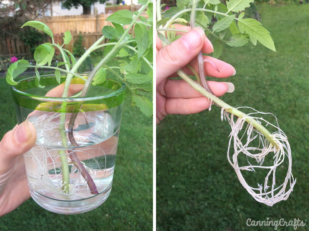 Rooting Tomato Stems for New Plants | CanningCrafts.com