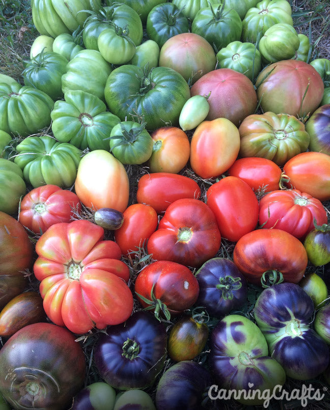 Trench Planting Heirloom Tomatoes for Epic Root Growth & Strong Plants | CanningCrafts.com