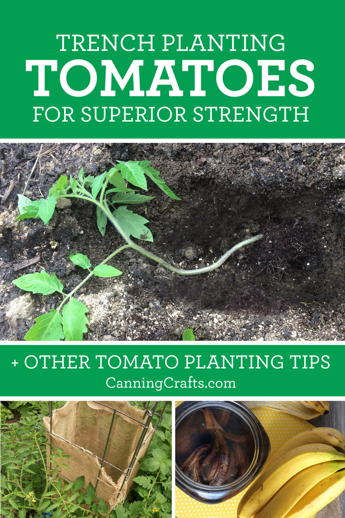 Trench Planting Tomatoes for Epic Root Growth & Strong Plants | CanningCrafts.com