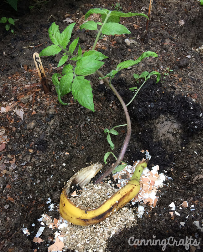 Banana Peel Garden Fertilizer for Tomato Plants | CanningCrafts.com