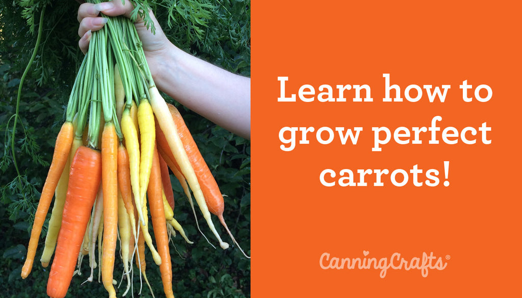 How to Grow Perfect Carrots in Containers | CanningCrafts.com