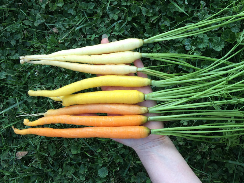 Rainbow Carrots | CanningCrafts.com