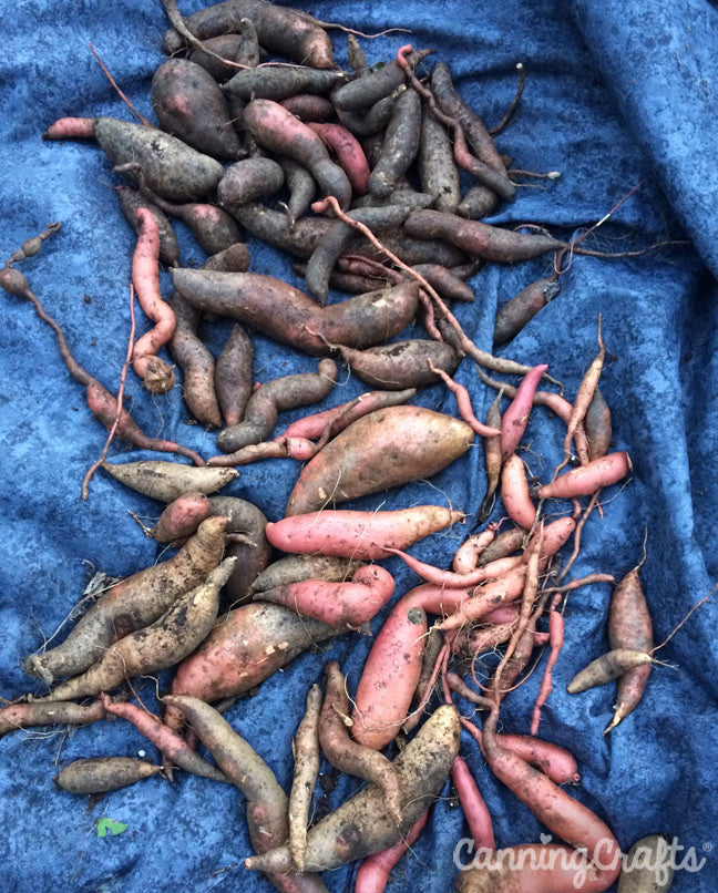 Garden 2019: Growing & Harvesting Sweet Potato | CanningCrafts.com