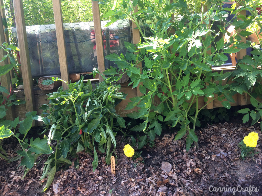 Garden 2019: Mushroom Basket Tomatoes | CanningCrafts.com