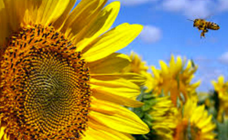 Fun Facts About the Sunflower Chinook Seedery