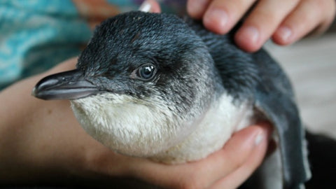 Little Blue Penguin