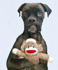 sock monkey for dogs