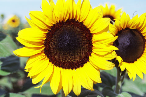 How many petals does a sunflower have?