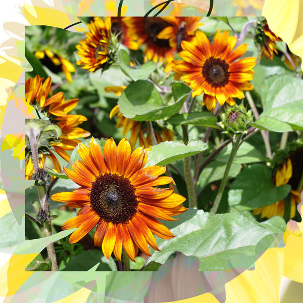 Sunflower Seeds - FleuroSun - Sonnet