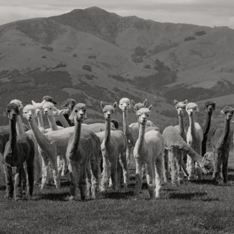 Why is alpaca wool sustainable? 10 reasons – Be ALPACA