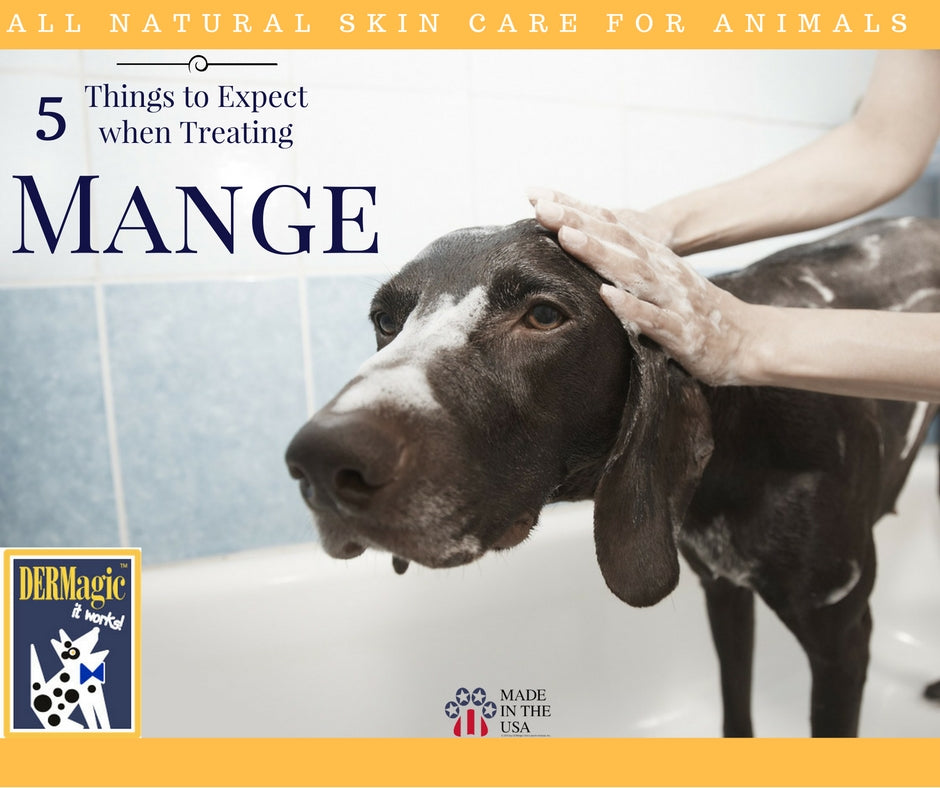 how to naturally treat mange in dogs