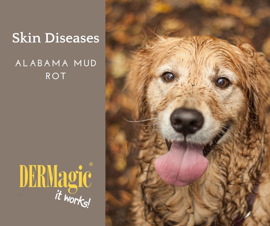 how do i know if my dog has alabama rot