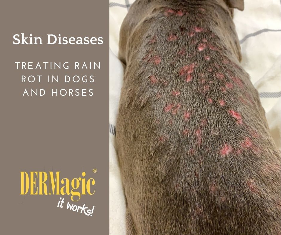 how do you treat skin disease in dogs