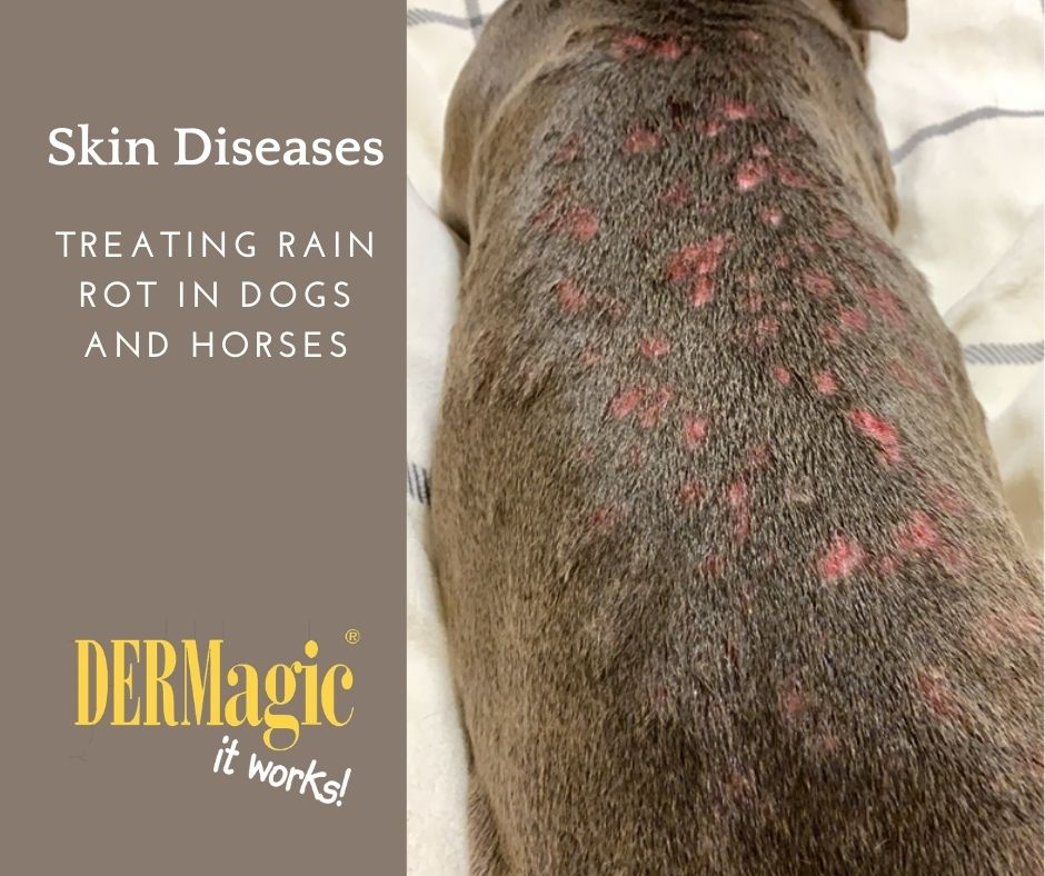 what causes scabs on dogs back