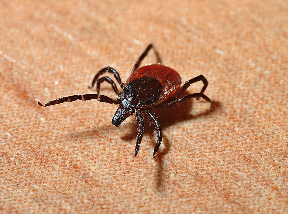 what can i do to keep ticks off my dog