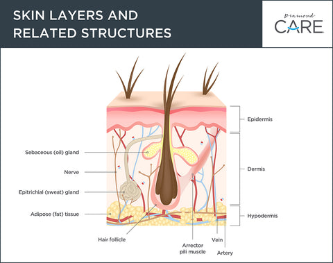 Skin Layer and Structure