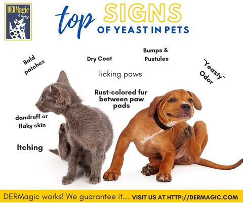 Signs of Yeast in Pets