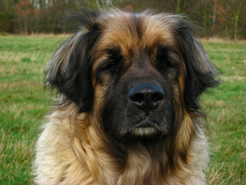 leonberger