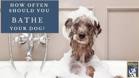 How often to bathe dogs