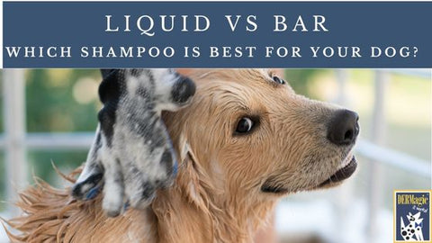 How to Choose the Best Shampoo and Conditioner - Bars vs Liquid